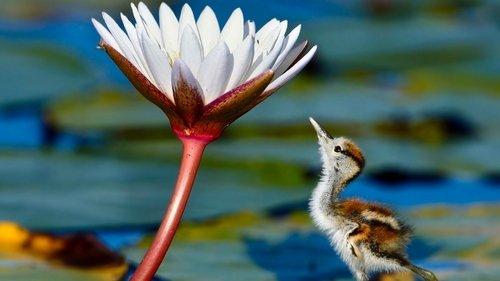 Planet Earth III Season 1 Episode 4 - Freshwater