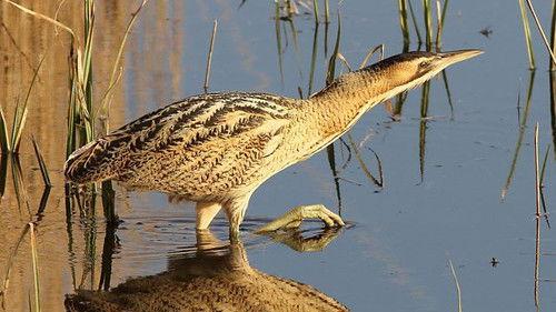 Springwatch Season 12 Episode 3 - Episode 3