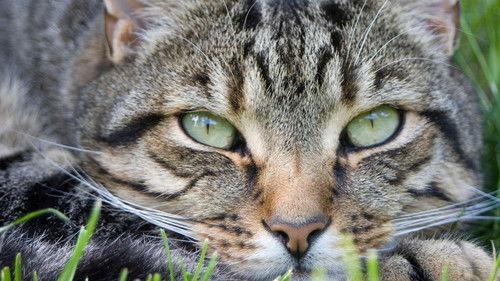 Cats of Claw Hill Season 1 Episode 6 - Food for Thought