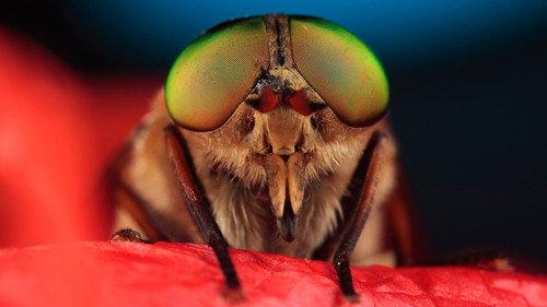Insect Worlds Season 1 Episode 2 - Making Worlds