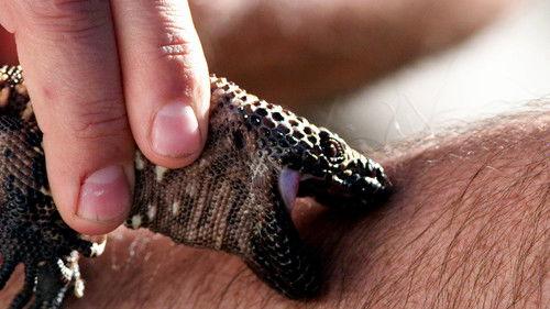 Kings of Pain Season 2 Episode 4 - Schmidt Happens