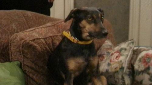 Bless This House Season 1 Episode 11 - If the Dog Collar Fits, Wear It