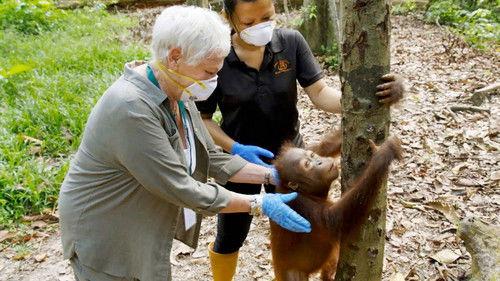 Judi Dench's Wild Borneo Adventure Season 1 Episode 2 - Episode 2