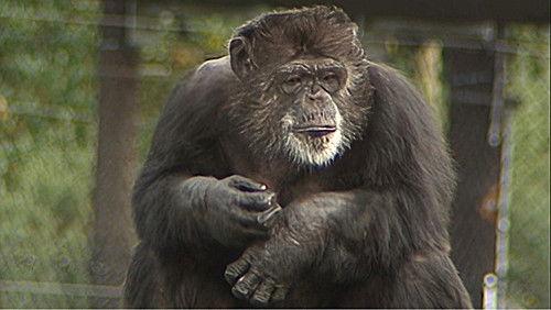 Monkey Business Season 8 Episode 14 - Episode 14