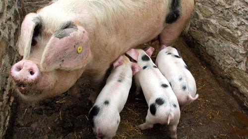 Victorian Farm Season 1 Episode 4 - Episode 4