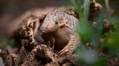 Nature Season 42 Episode 7 - Big Little Journeys: Survival