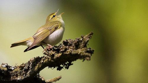 Springwatch Season 23 Episode 12 - Episode 8