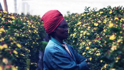 Click Season 25 Episode 4 - Flower Power