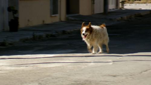 Cesar Millan's Leader of the Pack Season 1 Episode 5 - Miles To Go
