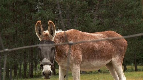 The Incredible Dr. Pol Season 14 Episode 6 - Another One Fights The Doc