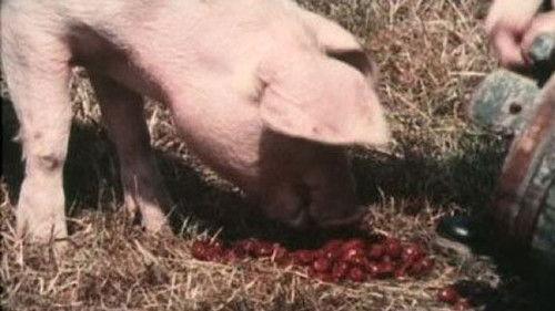 Emil of Lönneberga Season 1 Episode 12 - Griseknoens märkliga bravader