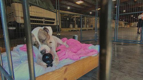 Pit Bulls and Parolees Season 18 Episode 1 - A New Chapter