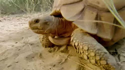 Trials of Life Season 1 Episode 12 - Continuing the Line