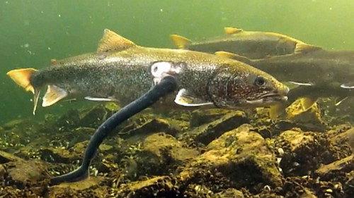 Great Lakes Wild Season 1 Episode 2 - Invaders from the Deep
