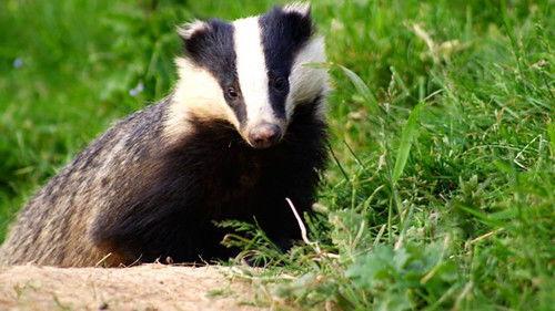 Springwatch Season 5 Episode 14 - Spectacular