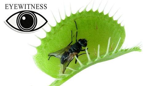 Eyewitness Season 3 Episode 11 - Plant