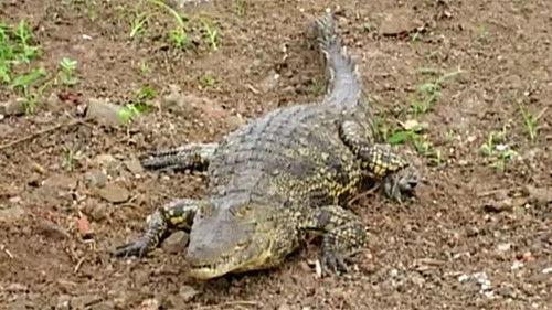 Kouzlo Afriky Season 1 Episode 4 - Episode 4