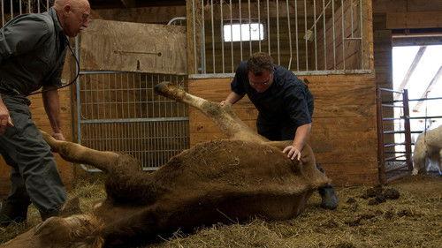 The Incredible Dr. Pol Season 2 Episode 10 - Llama-Rama Ding-Dong