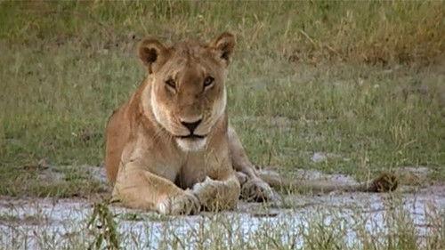 Kouzlo Afriky Season 1 Episode 3 - Episode 3