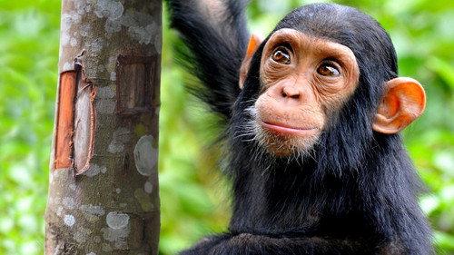 NOVA Season 45 Episode 101 - NOVA Wonders What Are Animals Saying?