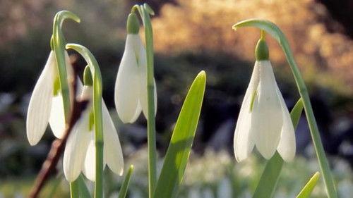 Countryfile Season 37 Episode 7 - Snowdrops