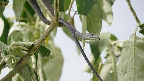 World's Deadliest Snakes Season 1 Episode 2 - Snakes of Africa