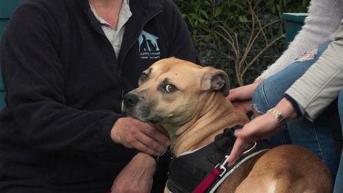 The Dog House NZ Season 1 Episode 7 - Episode 7