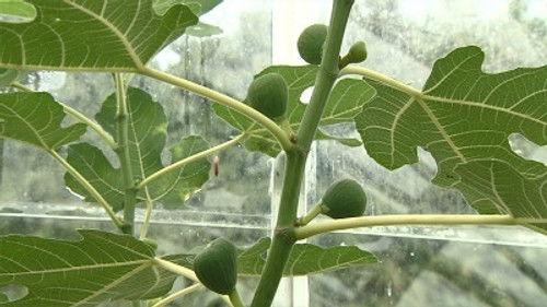 The Beechgrove Garden Season 36 Episode 21 - Episode 21