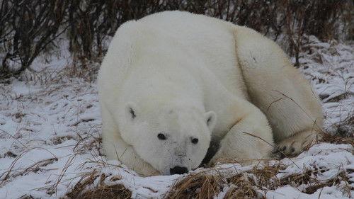 Anna und die wilden Tiere Season 1 Episode 7 - Episode 7