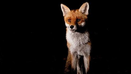 Springwatch Season 24 Episode 7 - Episode 7