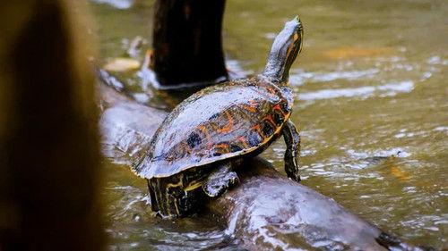 Jonahs dyreverden Season 1 Episode 3 - Episode 3