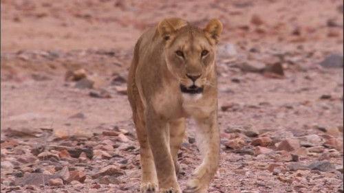 Natural World Season 25 Episode 14 - Desert Lions