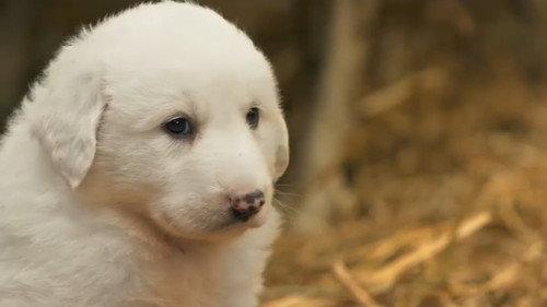 If I Were an Animal Season 1 Episode 1 - If I Were a Great Pyrenees
