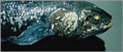 NOVA Season 30 Episode 3 - Lost Roman Treasure