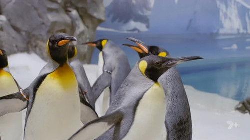 Gold Coast Ocean Rescue Season 1 Episode 6 - Episode 6