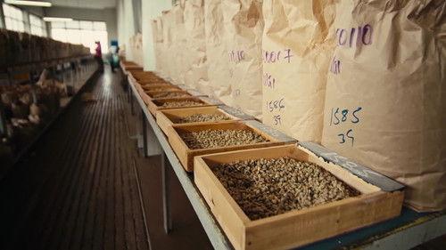 A History of the World in Six Glasses Season 1 Episode 6 - Coffee: The World Wakes Up