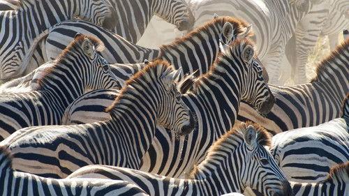 Nature Season 31 Episode 13 - Great Zebra Exodus