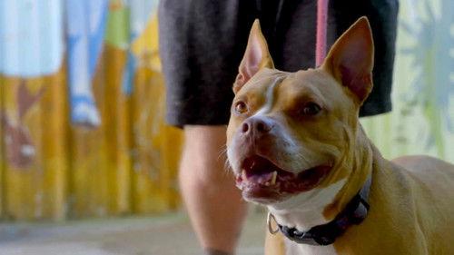 Pit Bulls and Parolees Season 16 Episode 2 - Invisible Enemy