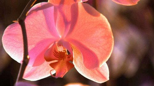 Stories from the Vaults Season 1 Episode 4 - Beauty