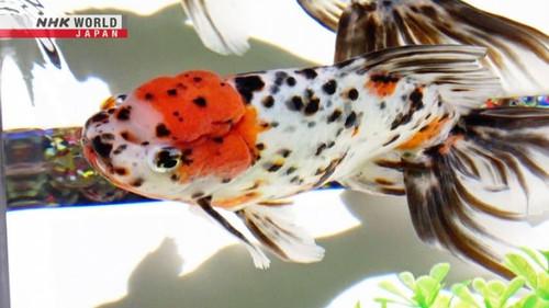 Japanology Plus Season 9 Episode 19 - Goldfish