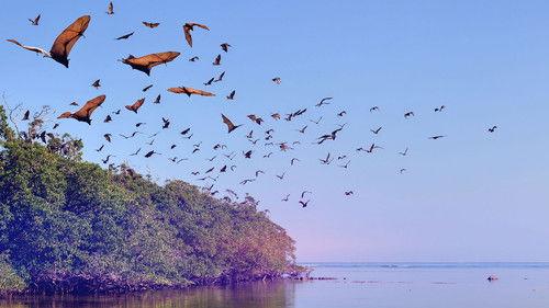 The Wonder of Animals Season 1 Episode 10 - Bats