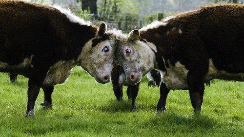 Secret Life of Farm Animals Season 1 Episode 2 - Episode 2