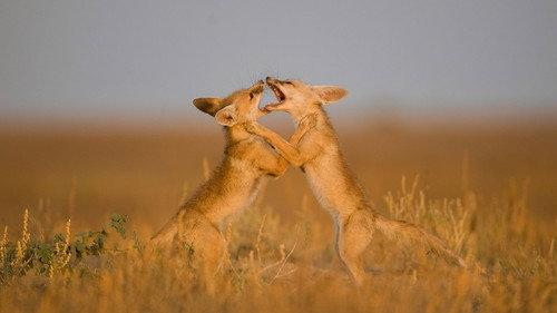 Destination Wild: India Season 1 Episode 2 - Deserts