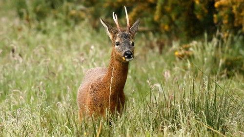 Springwatch Season 21 Episode 9 - Episode 9