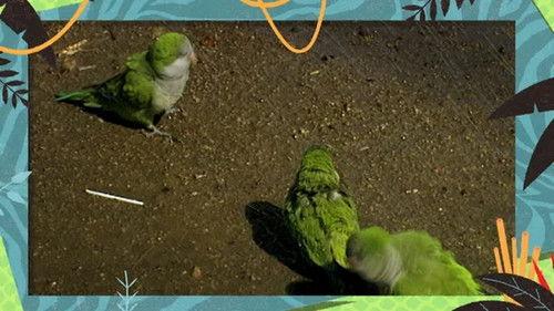 Kukurota Season 4 Episode 7 - Episode 7