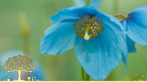 Gardeners' World Season 54 Episode 15 - Episode 15