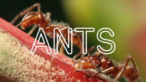 Frick, I Love Nature Season 1 Episode 1 - ANTS!