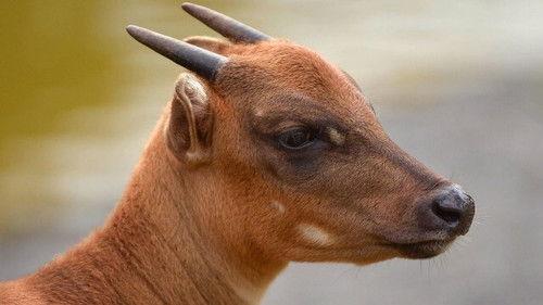 The Secret Life of the Zoo Season 2 Episode 4 - Episode 4