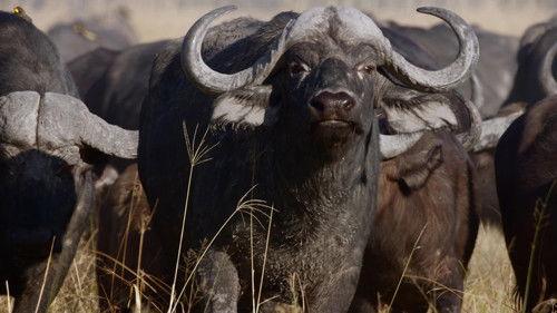 Africa's Deadliest Season 4 Episode 3 - Steal or Die