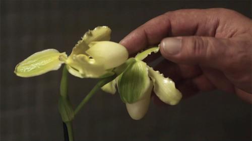 Nero Wolfe Season 1 Episode 3 - La principessa Orchidea